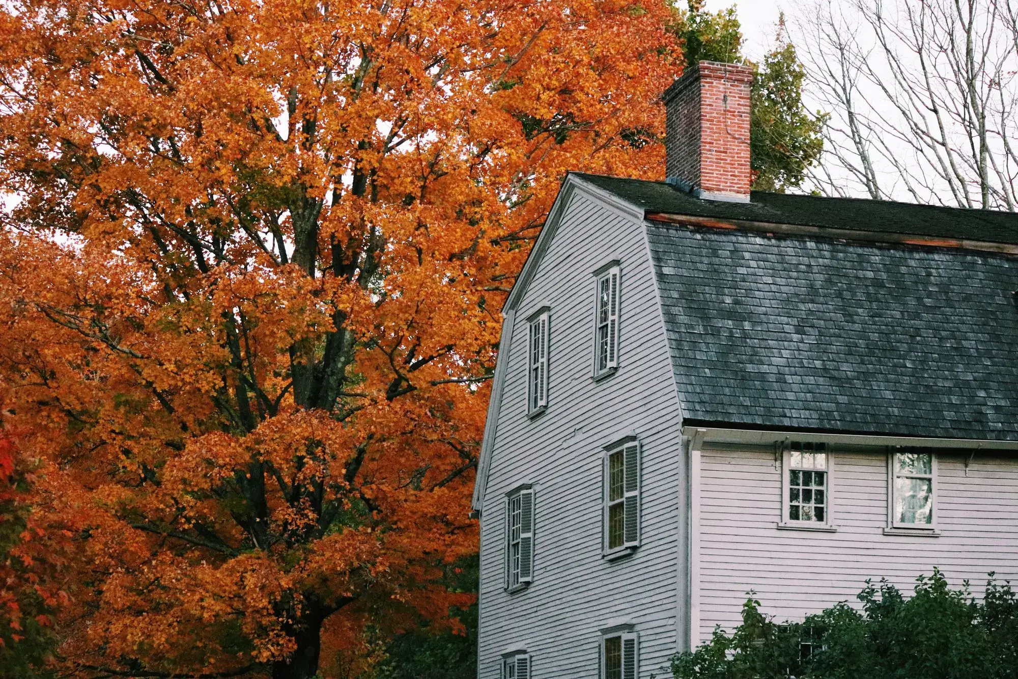 White clapboard house beside an orange autumn maple